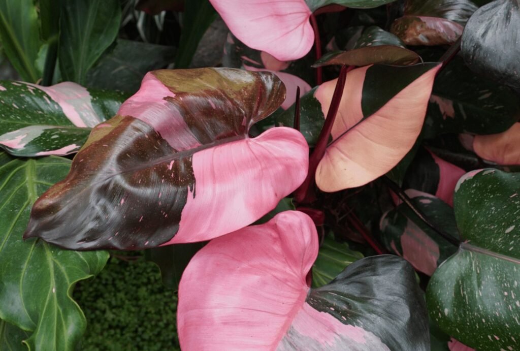 Philodendron Varieties